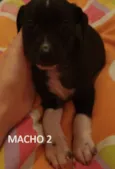 FILHOTINHOS