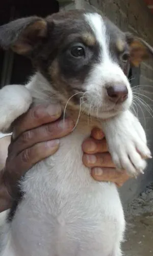 Cachorro raça SRD idade 2 a 6 meses nome Biba