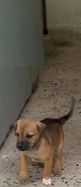 Cachorro raça SRD idade 2 a 6 meses nome Djuly