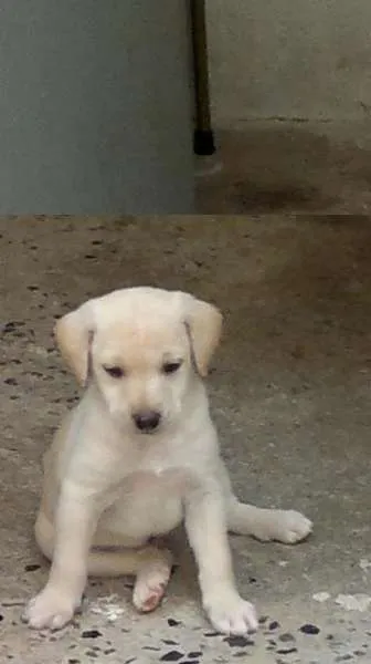 Cachorro ra a SRD idade 2 a 6 meses nome Pitiko