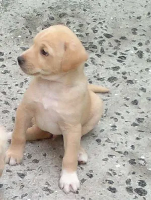 Cachorro raça SRD idade 2 a 6 meses nome Pitiko