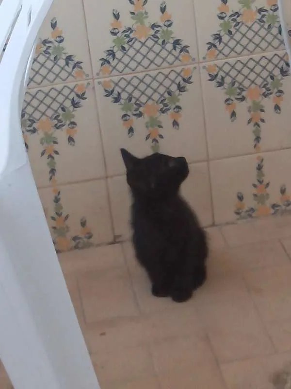 Gato raça sdr idade 2 a 6 meses nome tedy