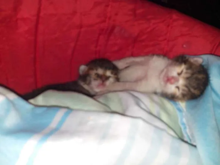 Gato raça sdr idade Abaixo de 2 meses nome sem nome