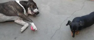 Cachorro raça pit bull idade 5 anos nome Argus