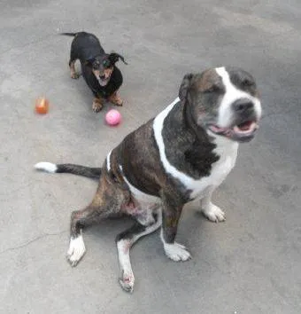 Cachorro raça pit bull idade 5 anos nome Argus