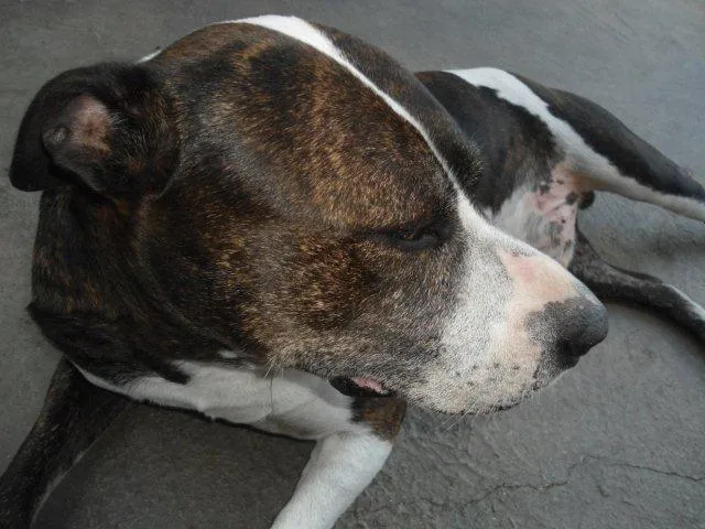Cachorro raça pit bull idade 5 anos nome Argus