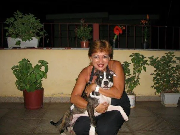 Cachorro raça pit bull idade 5 anos nome Argus