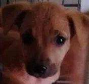 Cachorro ra a DV idade  nome Lindos filhotinhos