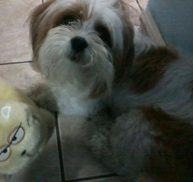 Cachorro ra a lhasa idade 2 anos nome Tina