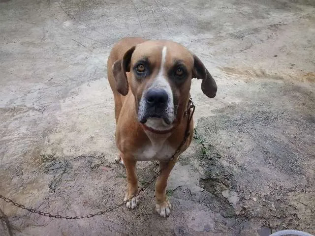 Cachorro ra a Boxer idade 5 anos nome picles