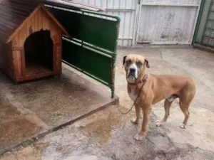 Cachorro raça Boxer idade 5 anos nome picles