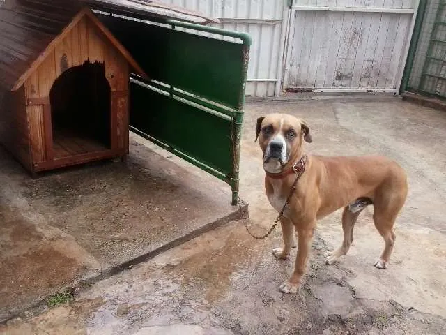 Cachorro ra a Boxer idade 5 anos nome picles