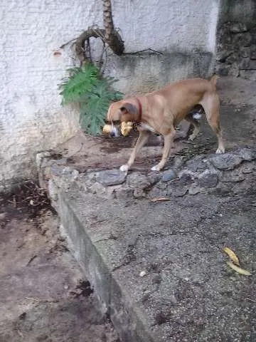 Cachorro ra a Boxer idade 5 anos nome picles