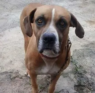 Cachorro ra a Boxer idade 5 anos nome picles