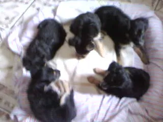 Cachorro ra a não tem  idade Abaixo de 2 meses nome não tem 