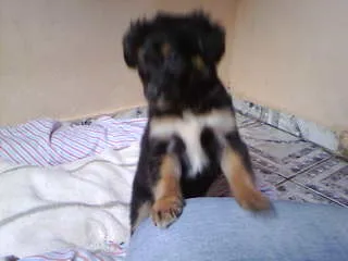 Cachorro ra a não tem  idade Abaixo de 2 meses nome não tem 