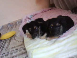 Cachorro ra a não tem  idade Abaixo de 2 meses nome não tem 