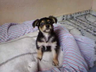 Cachorro ra a não tem  idade Abaixo de 2 meses nome não tem 