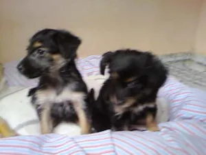 Cachorro raça não tem  idade Abaixo de 2 meses nome não tem 