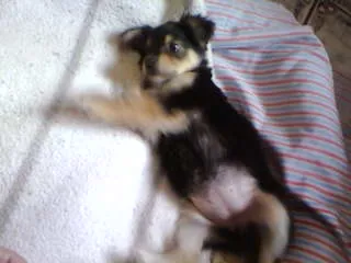 Cachorro ra a não tem  idade Abaixo de 2 meses nome não tem 