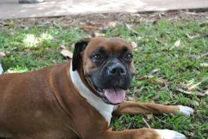 Cachorro raça boxer idade 6 ou mais anos nome Mel GRATIFICA