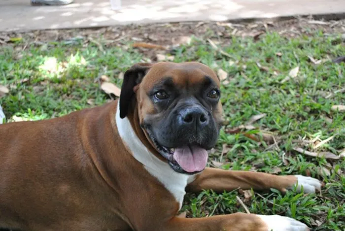 Cachorro ra a boxer idade 6 ou mais anos nome Mel GRATIFICA