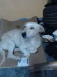 rex
