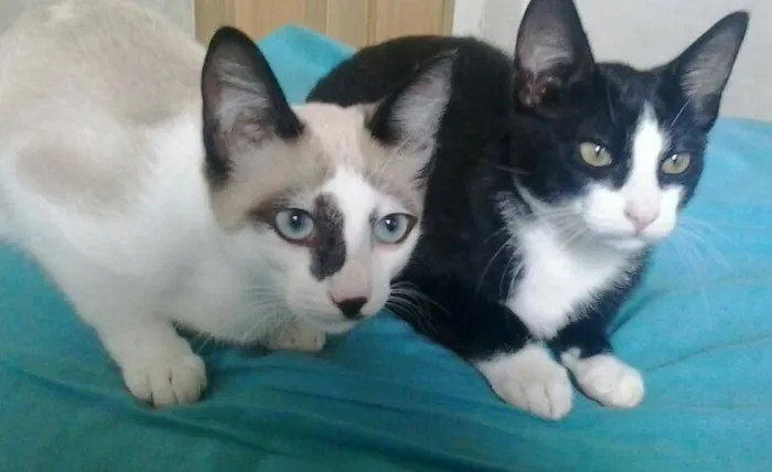 Gato ra a SRD idade 2 a 6 meses nome Felix