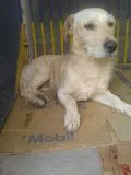 Cachorro ra a vira lata idade 1 ano nome rex