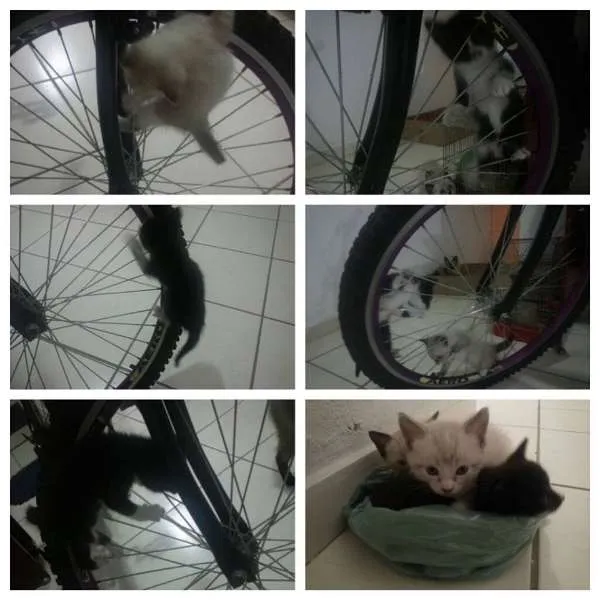 Gato ra a  idade Abaixo de 2 meses nome SEM NOME