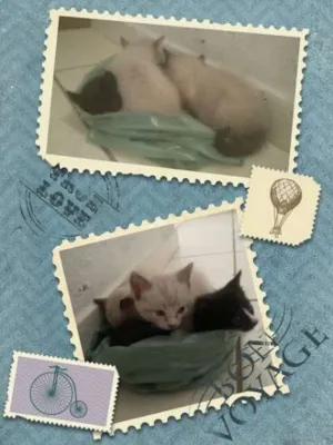 Gato raça  idade Abaixo de 2 meses nome SEM NOME