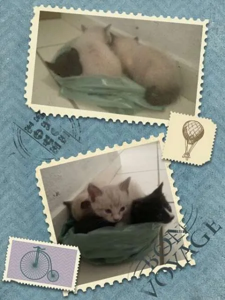 Gato ra a  idade Abaixo de 2 meses nome SEM NOME
