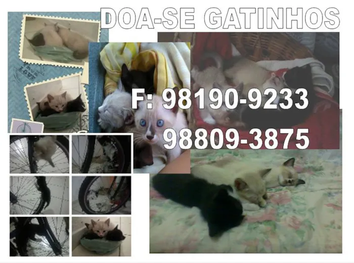 Gato ra a  idade Abaixo de 2 meses nome SEM NOME