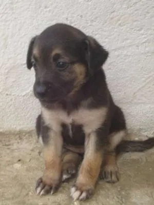 Cachorro raça SRD idade Abaixo de 2 meses nome Sem nome