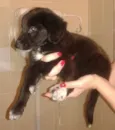 nina