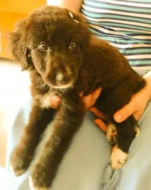 Cachorro raça SRD idade 2 a 6 meses nome nina