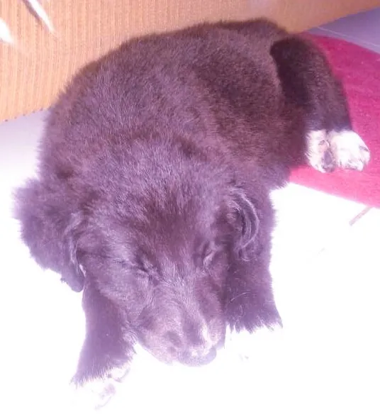 Cachorro ra a SRD idade 2 a 6 meses nome nina
