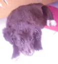 nina