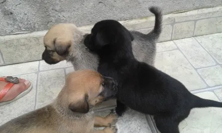 Cachorro ra a indefinida idade Abaixo de 2 meses nome Filhotes