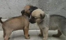 Cachorro raça indefinida idade Abaixo de 2 meses nome Filhotes