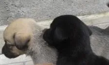 Cachorro ra a indefinida idade Abaixo de 2 meses nome Filhotes