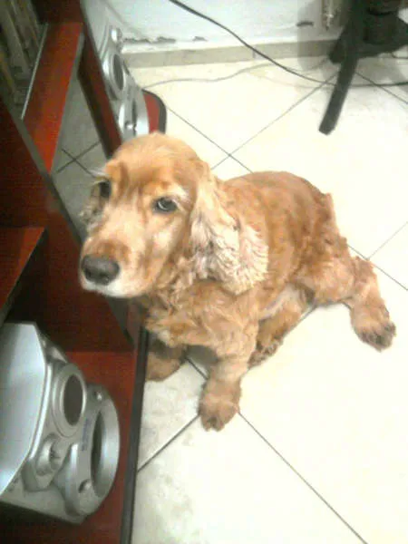 Cachorro ra a Cocker Spaniel idade 6 ou mais anos nome Teddy GRATIFICA