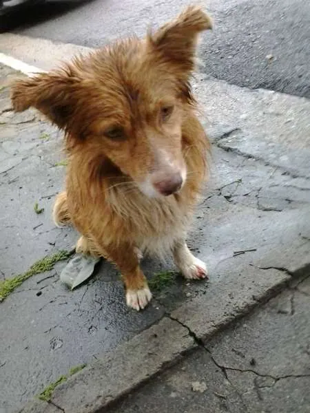 Cachorro ra a  idade 1 ano nome Medula
