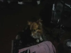 Cachorro raça  idade 1 ano nome Medula