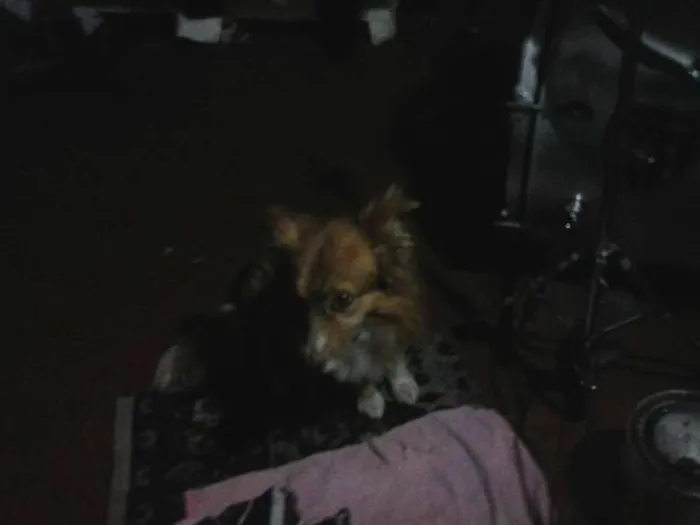 Cachorro ra a  idade 1 ano nome Medula