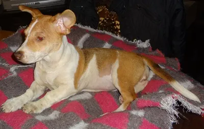 Cachorro ra a SRD idade 2 a 6 meses nome ZARA