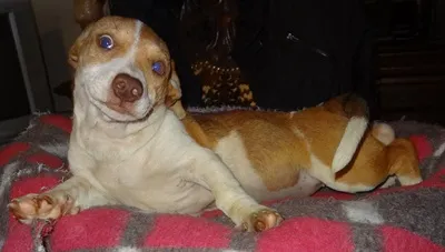 Cachorro ra a SRD idade 2 a 6 meses nome ZARA