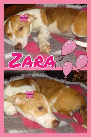 Cachorro raça SRD idade 2 a 6 meses nome ZARA