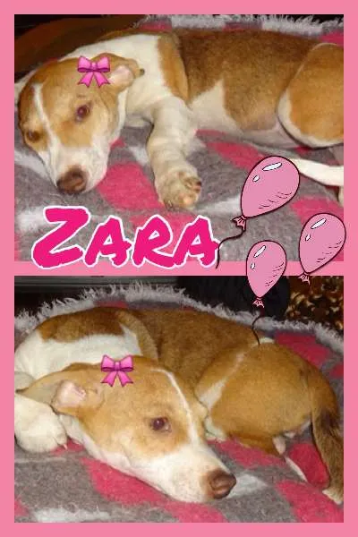 Cachorro ra a SRD idade 2 a 6 meses nome ZARA