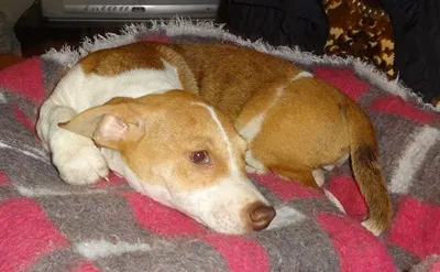 Cachorro ra a SRD idade 2 a 6 meses nome ZARA